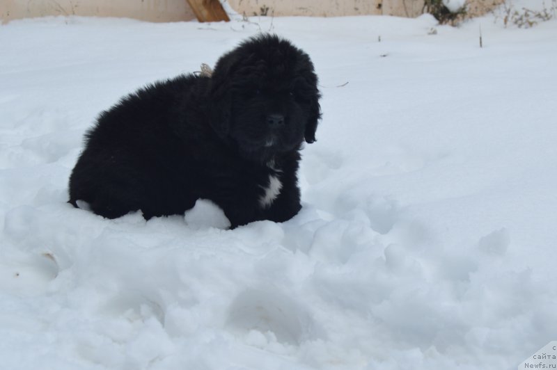 Фото: ньюфаундленд Cherniy Balu Lord-Kantsler (Черный Балу Лорд-Канцлер)