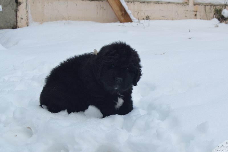 Фото: ньюфаундленд Cherniy Balu Lord-Kantsler (Черный Балу Лорд-Канцлер)