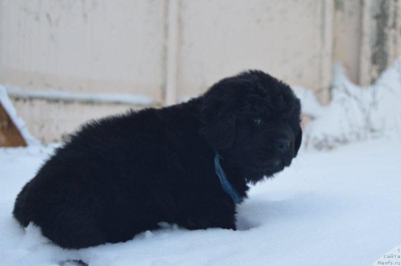 Фото: ньюфаундленд CHernyiy Balu Lendlord (Черный Балу Лендлорд)