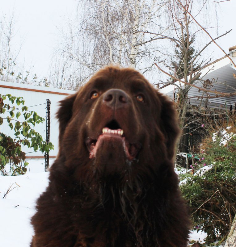 Фото: ньюфаундленд Chara Hani Les (Чара Хани Лес)