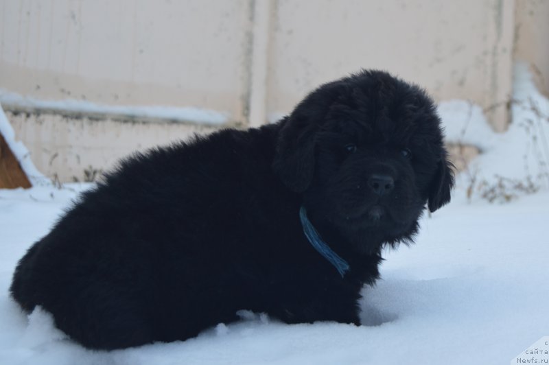 Фото: ньюфаундленд CHernyiy Balu Lendlord (Черный Балу Лендлорд)