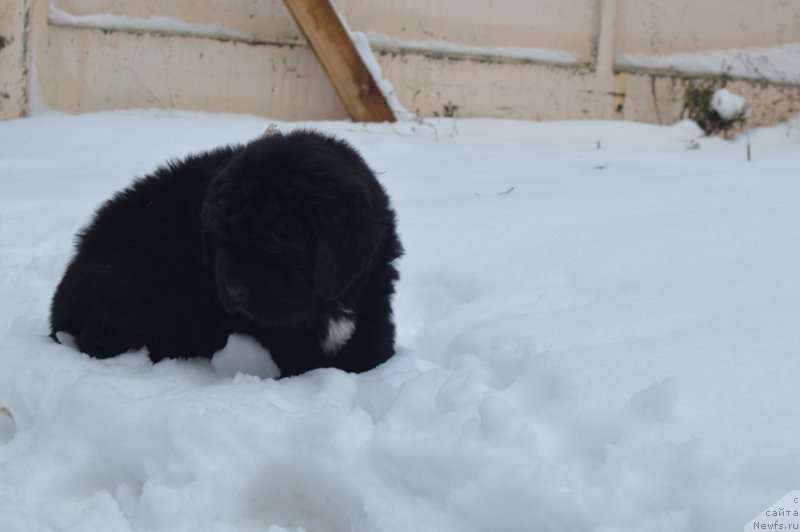 Фото: ньюфаундленд Cherniy Balu Lord-Kantsler (Черный Балу Лорд-Канцлер)