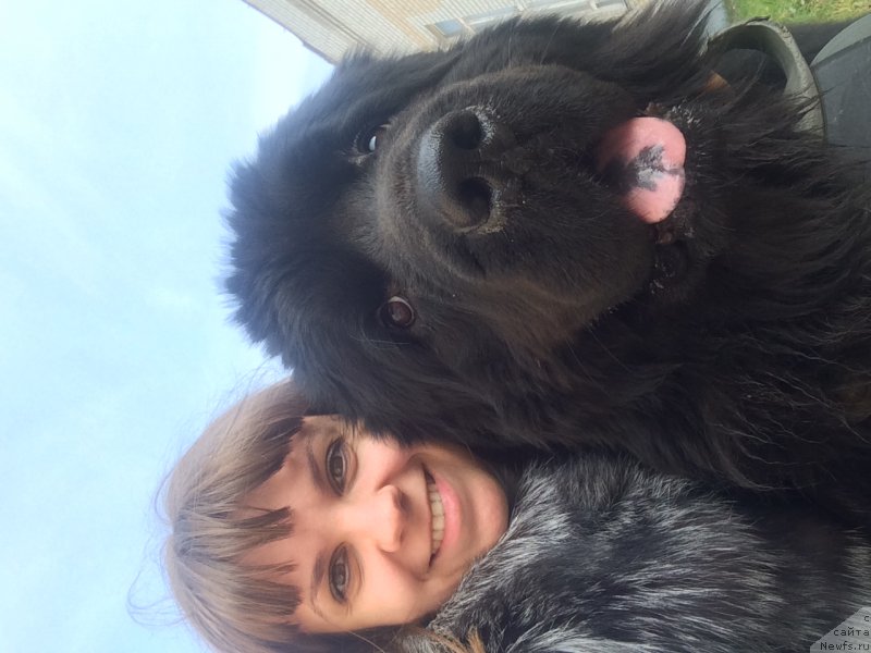 Фото: ньюфаундленд N'yu-Pom-SHir Bond Djeyms (Нью-Пом-Шир Бонд Джеймс)