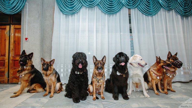 Фото: ньюфаундленд Russkaya Krasavica Nyura (Русская Красавица Нюра)