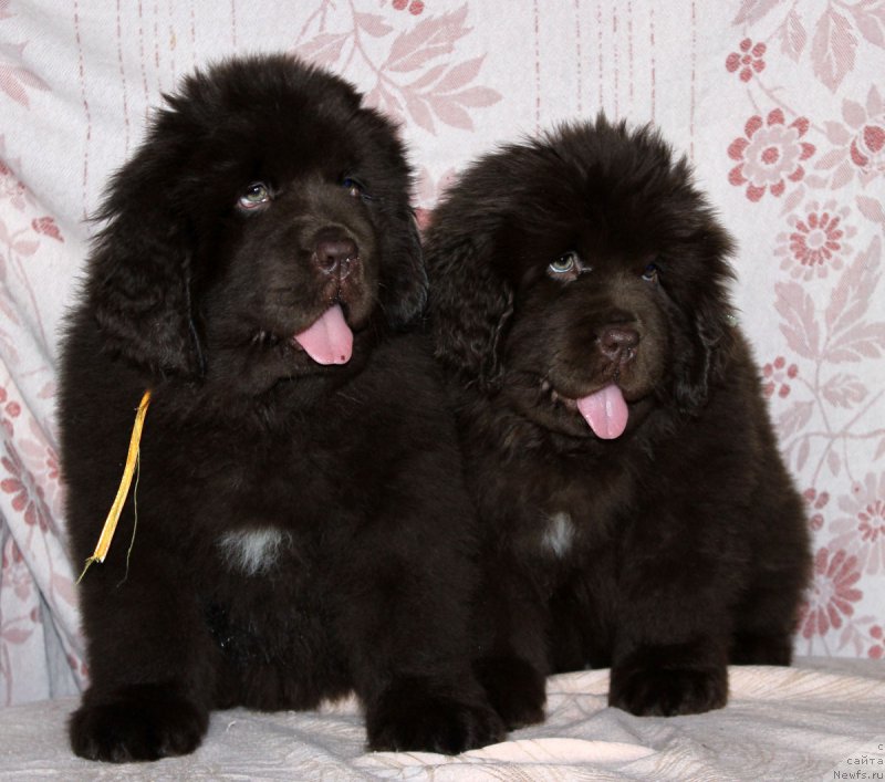 Фото: ньюфаундленд Brownblood MSK Armata Loyar Aid (Браунблад МСК Армата Лойар Аид), ньюфаундленд Brownblood MSK Avanti Darling Kid (Браунблад МСК Аванти Дарлинг Кид)