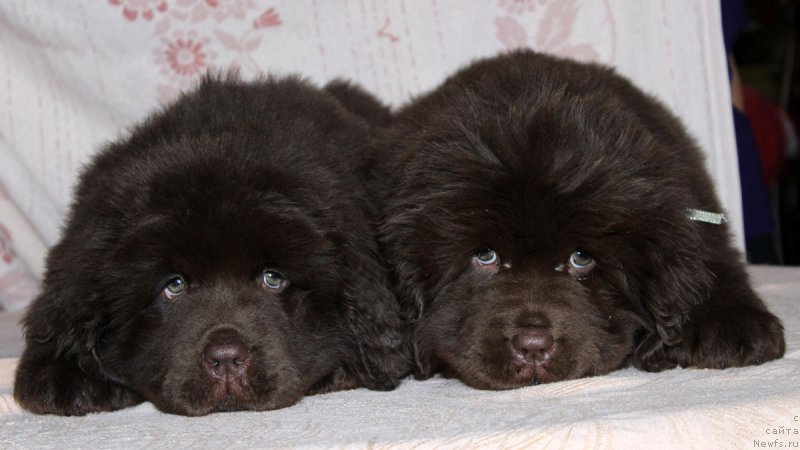 Фото: ньюфаундленд Brownblood MSK Armata Loyar Aid (Браунблад МСК Армата Лойар Аид), ньюфаундленд Brownblood MSK Avanti Darling Kid (Браунблад МСК Аванти Дарлинг Кид)