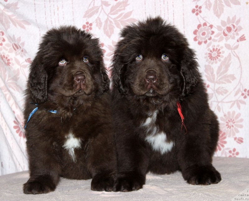 Фото: ньюфаундленд Brownblood MSK Alpina Guardian Soul (Браунблад МСК Альпина Гуардиан Соул), ньюфаундленд Brownblood MSK Audi Red Less (Браунблад МСК Ауди Рэд Лэсс)