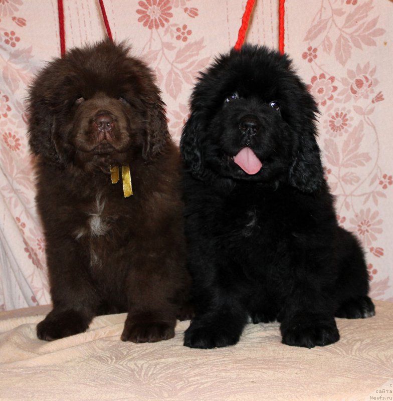 Фото: ньюфаундленд Brownblood MSK Alfa-Romeo Gold Baddy (Браунблад МСК Альфа-Ромео Голд Бадди), ньюфаундленд Brownblood MSK Amadey-Defender (Браунблад МСК Амадей-Дефендер)