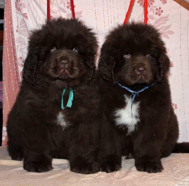 Фото: ньюфаундленд Brownblood MSK Another Love Tender Ebony (Браунблад МСК Аназер Лав Тендер Эбони), ньюфаундленд Brownblood MSK Abrams-Strong (Браунблад МСК Абрамс-Стронг)