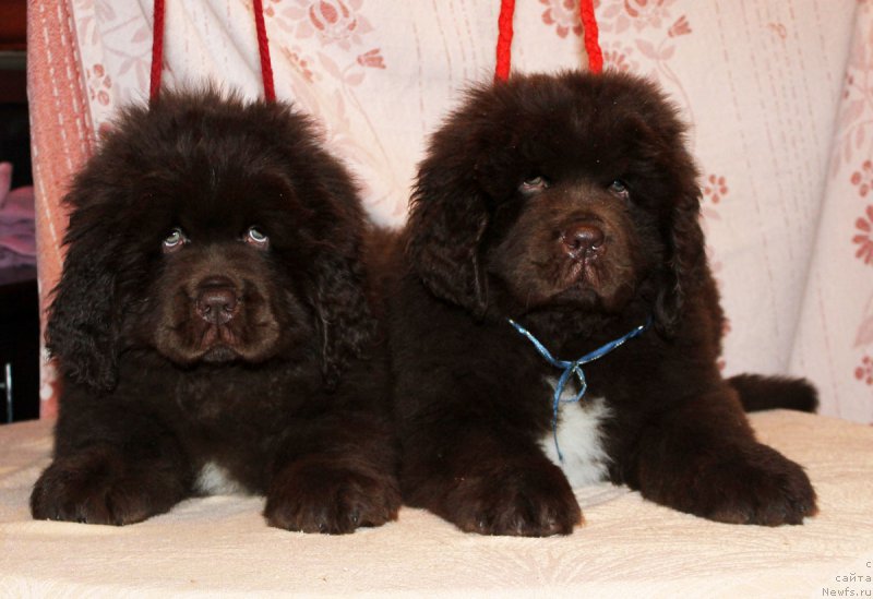 Фото: ньюфаундленд Brownblood MSK Another Love Tender Ebony (Браунблад МСК Аназер Лав Тендер Эбони), ньюфаундленд Brownblood MSK Abrams-Strong (Браунблад МСК Абрамс-Стронг)