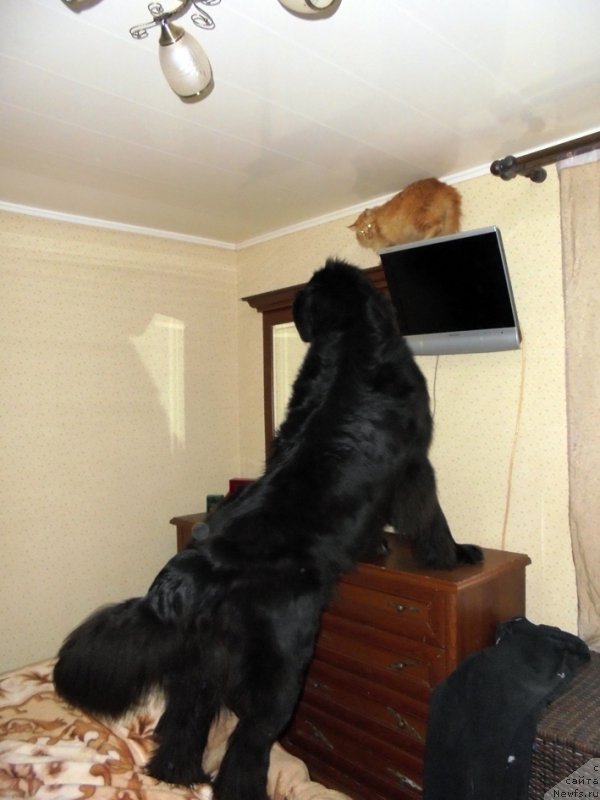 Фото: ньюфаундленд Chernaya Mafia Short and Sweet (Черная Мафия Шорт анд Свеет)