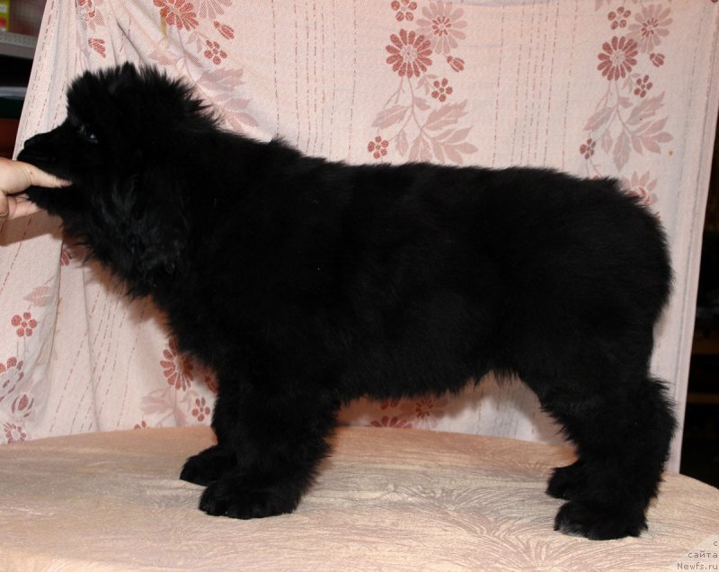 Фото: ньюфаундленд Brownblood MSK Amadey-Defender (Браунблад МСК Амадей-Дефендер)