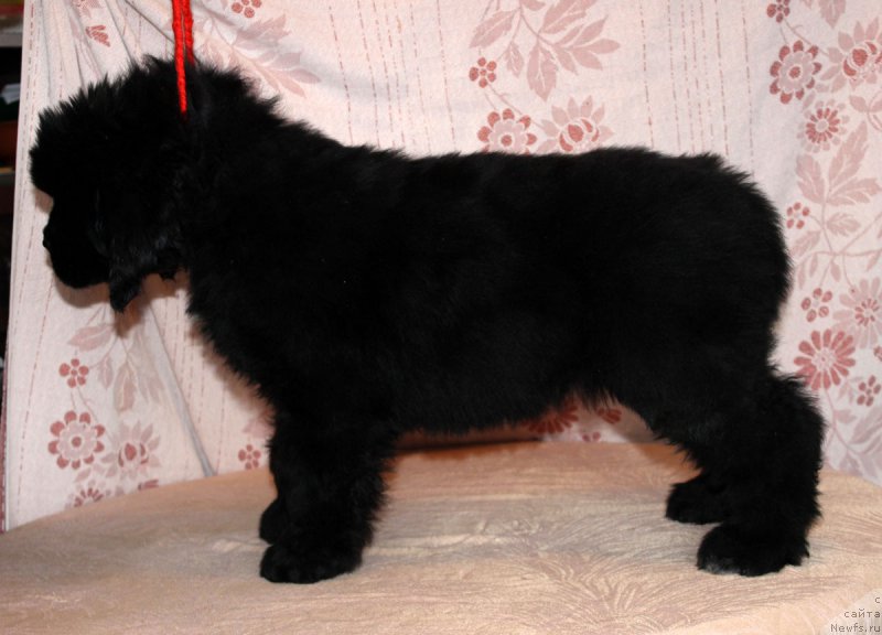 Фото: ньюфаундленд Brownblood MSK Amadey-Defender (Браунблад МСК Амадей-Дефендер)