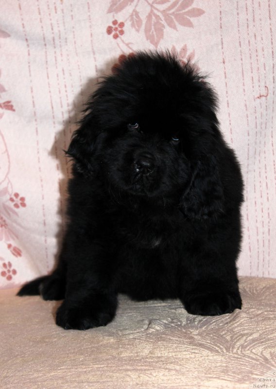 Фото: ньюфаундленд Brownblood MSK Amadey-Defender (Браунблад МСК Амадей-Дефендер)