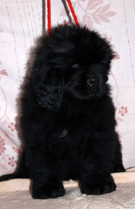 Фото: ньюфаундленд Brownblood MSK Amadey-Defender (Браунблад МСК Амадей-Дефендер)