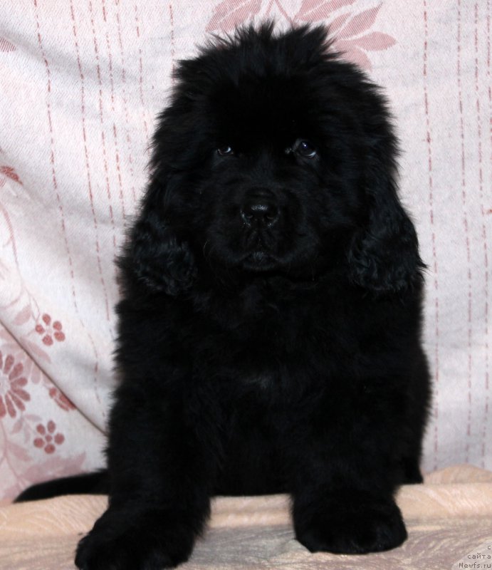 Фото: ньюфаундленд Brownblood MSK Amadey-Defender (Браунблад МСК Амадей-Дефендер)