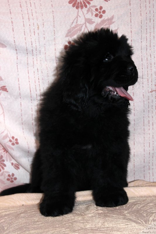 Фото: ньюфаундленд Brownblood MSK Amadey-Defender (Браунблад МСК Амадей-Дефендер)