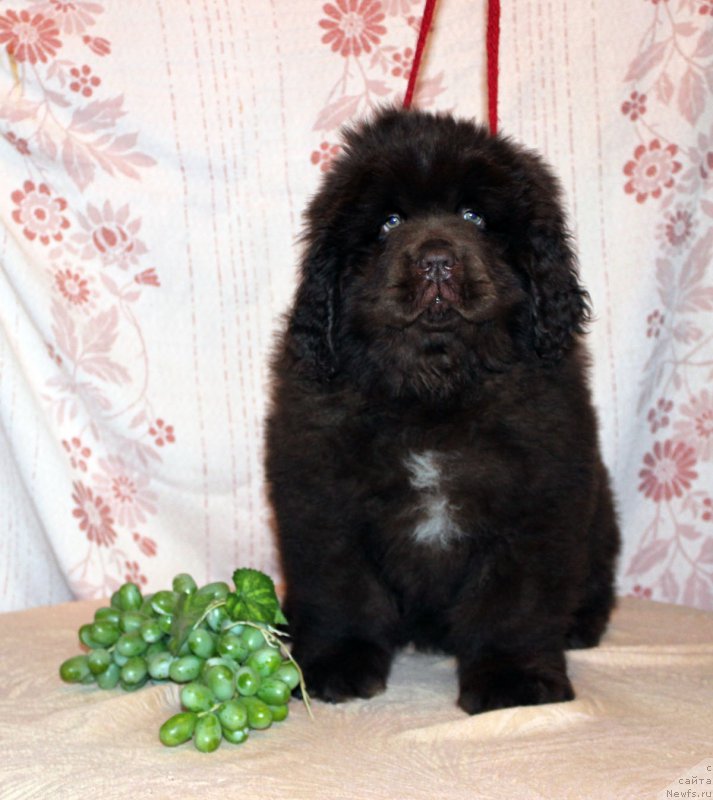 Фотография № 216370