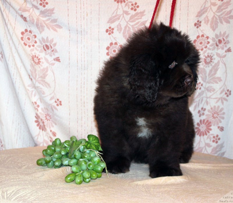 Фотография № 216371