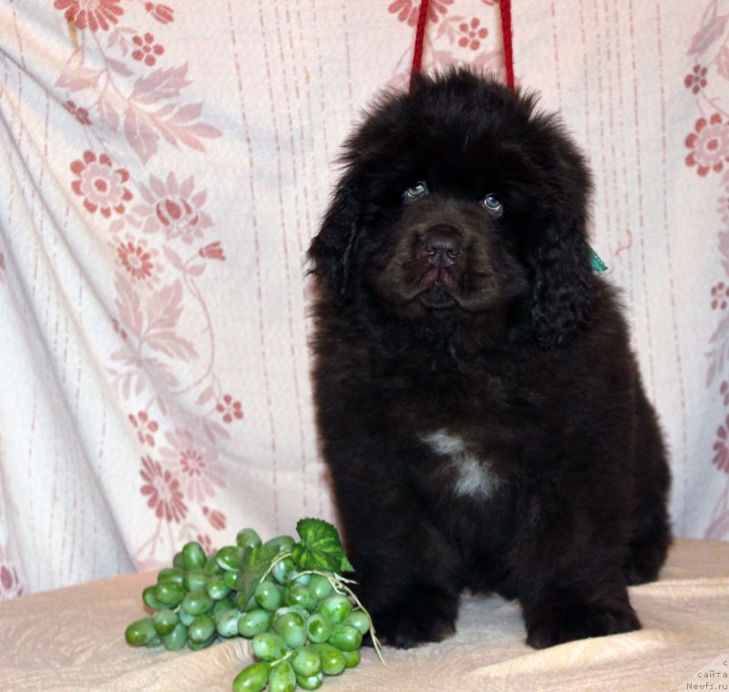 Фотография № 216373