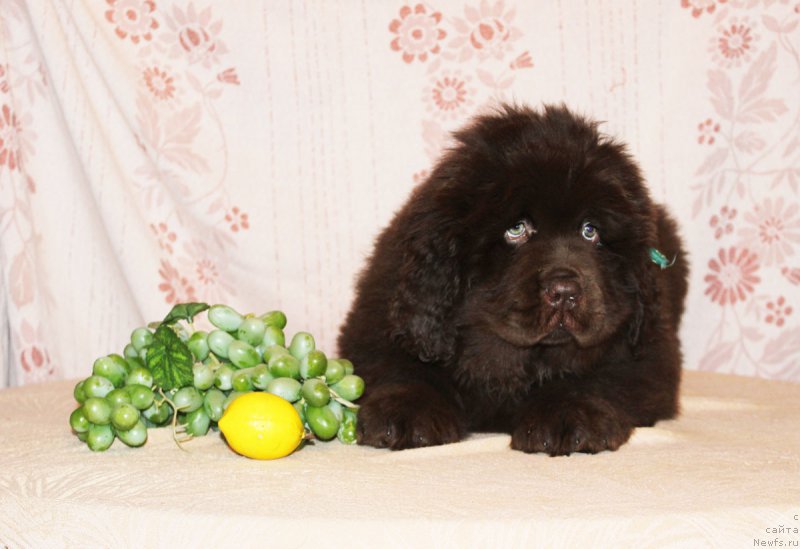 Фотография № 216374