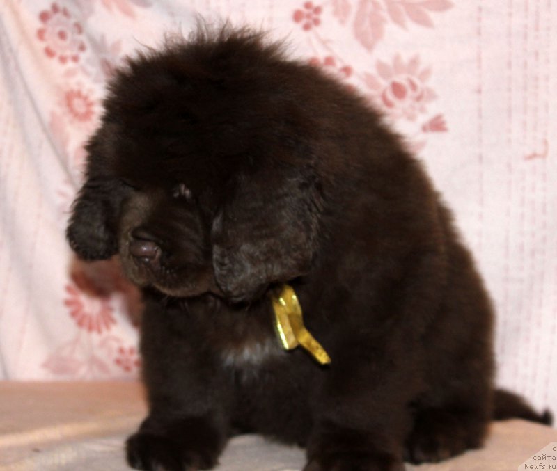 Фотография № 216379