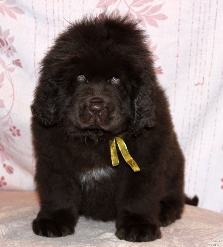 Фотография № 216380