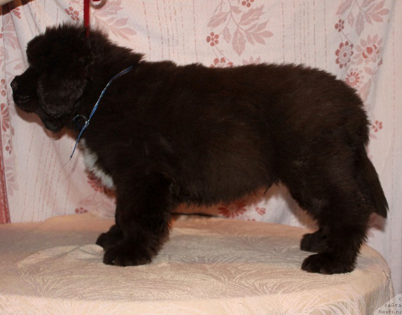 Фотография № 216385