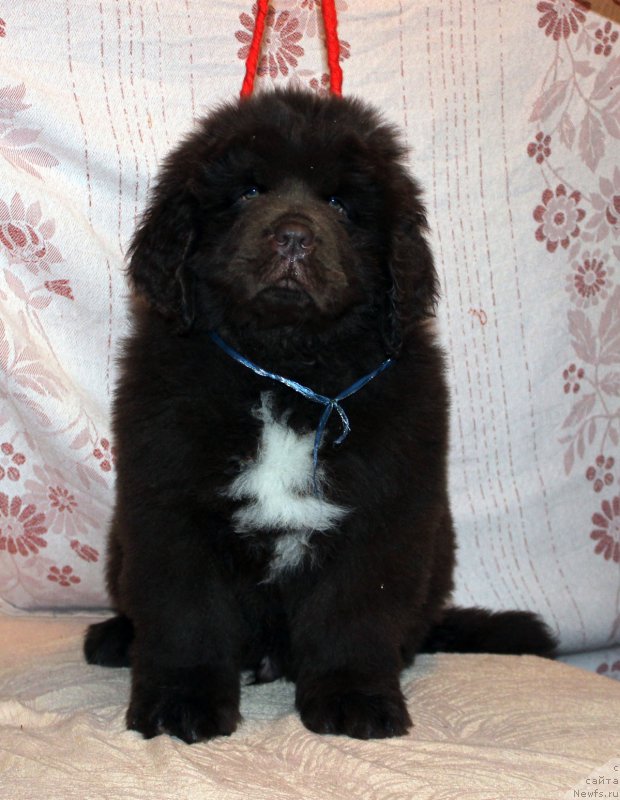 Фотография № 216386