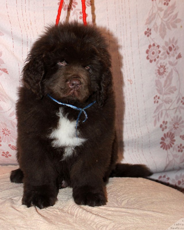 Фотография № 216387