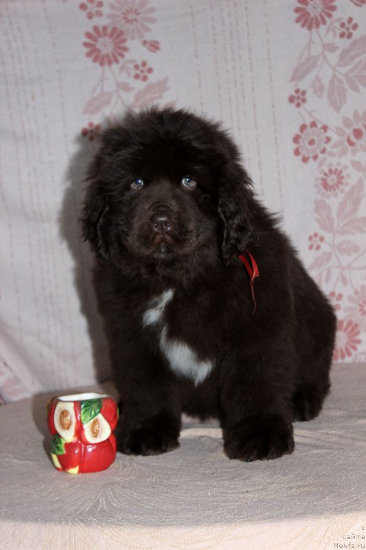 Фотография № 216391