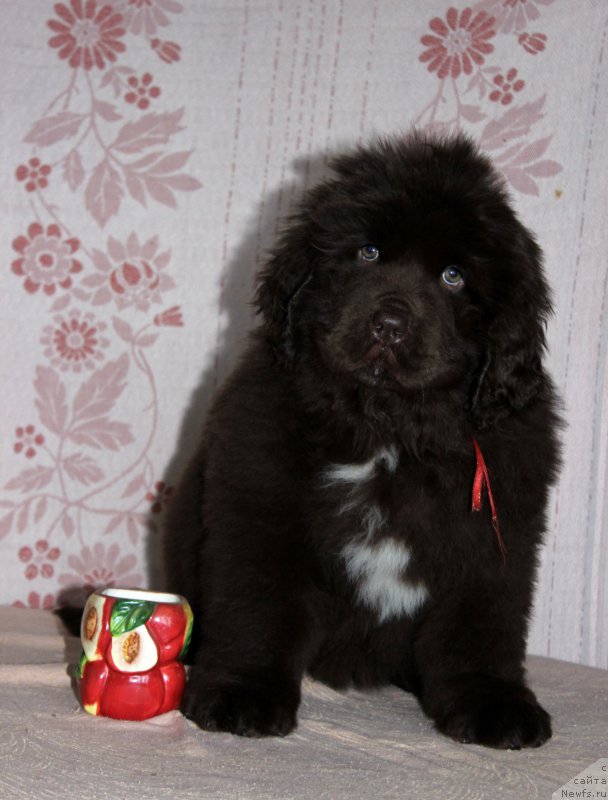 Фотография № 216392