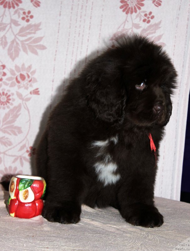 Фотография № 216393