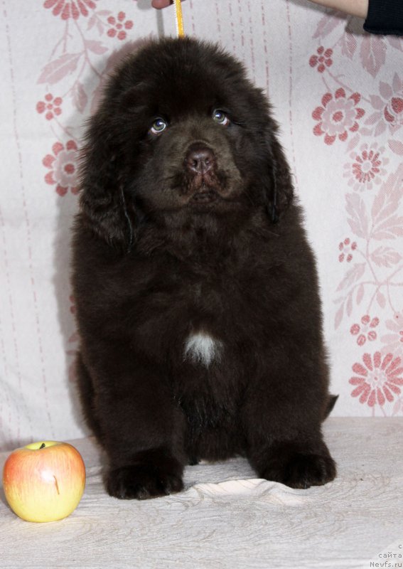 Фотография № 216397