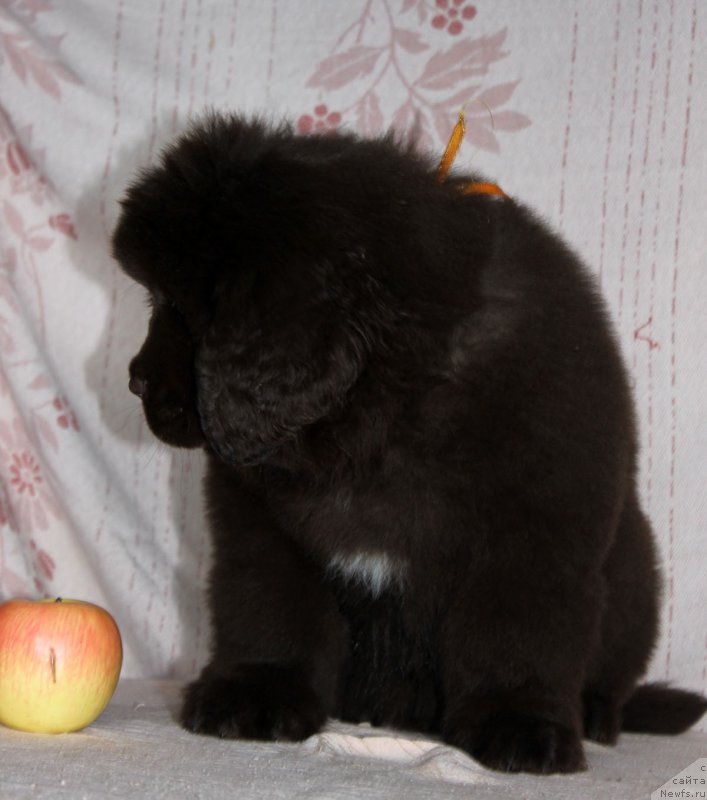 Фотография № 216399