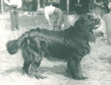 Фото: ньюфаундленд YUsi Vendetta (Юси Вендетта)