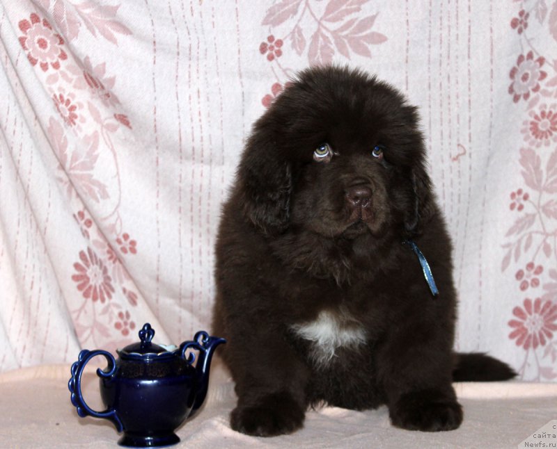 Фотография № 216406