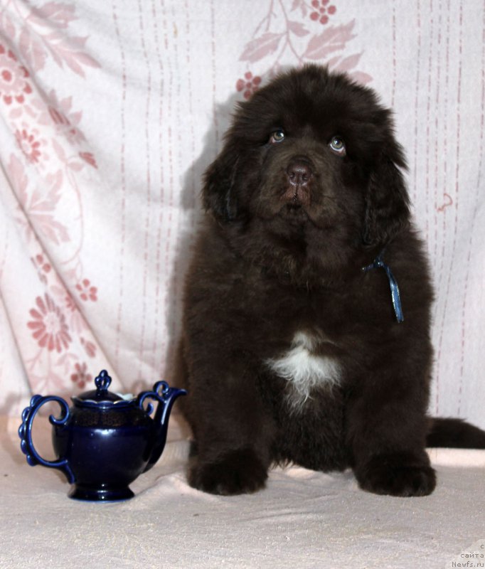 Фотография № 216407