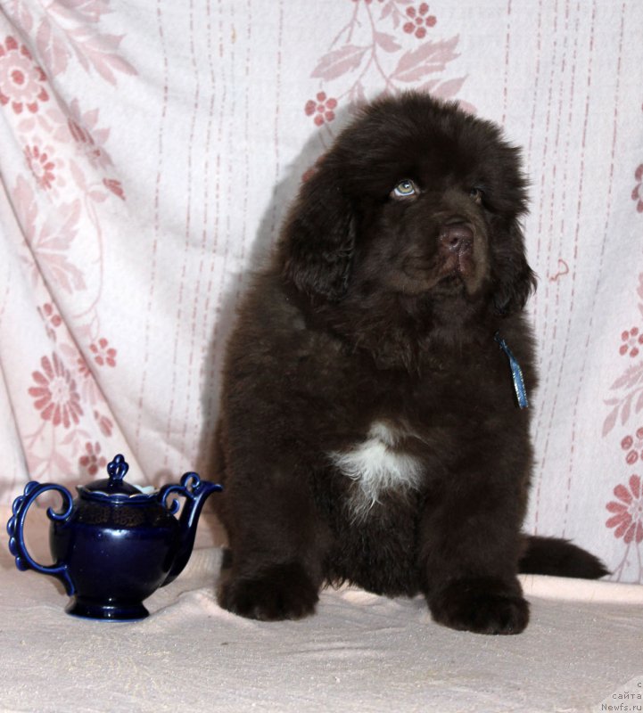 Фотография № 216408