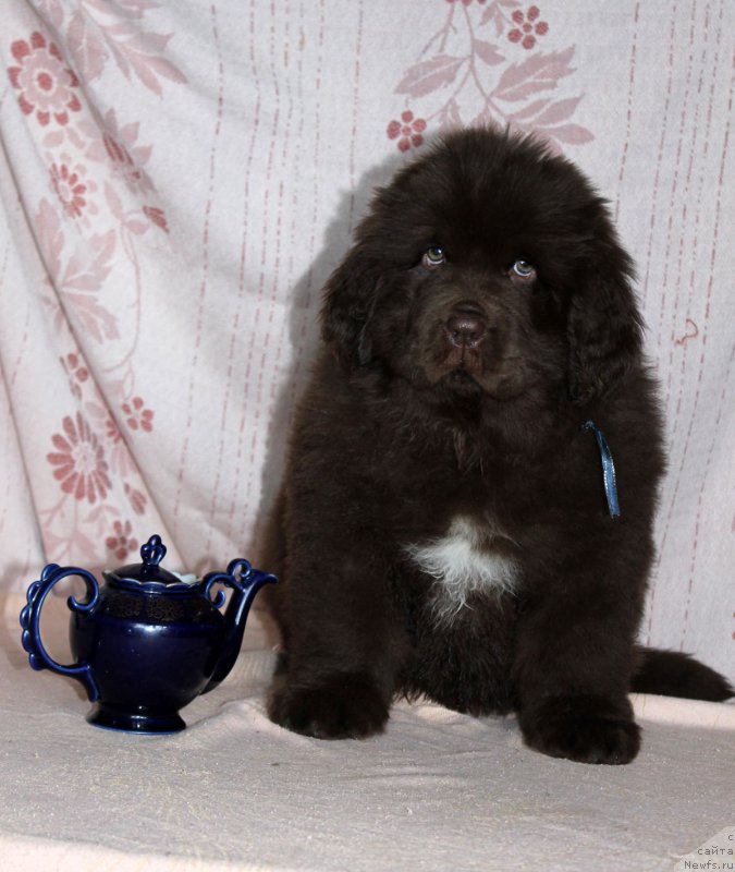 Фотография № 216409