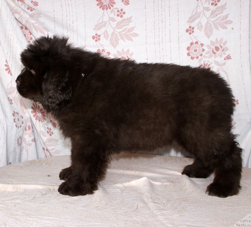 Фотография № 216411