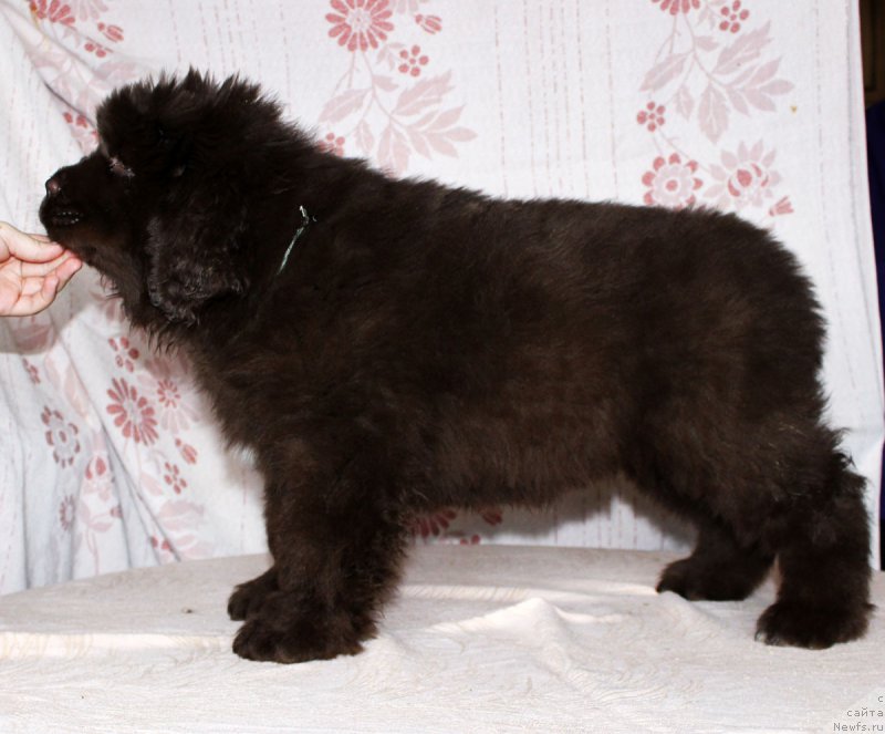 Фотография № 216412