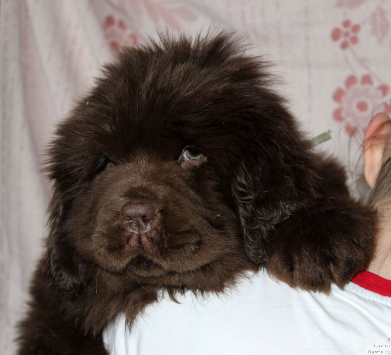 Фотография № 216413