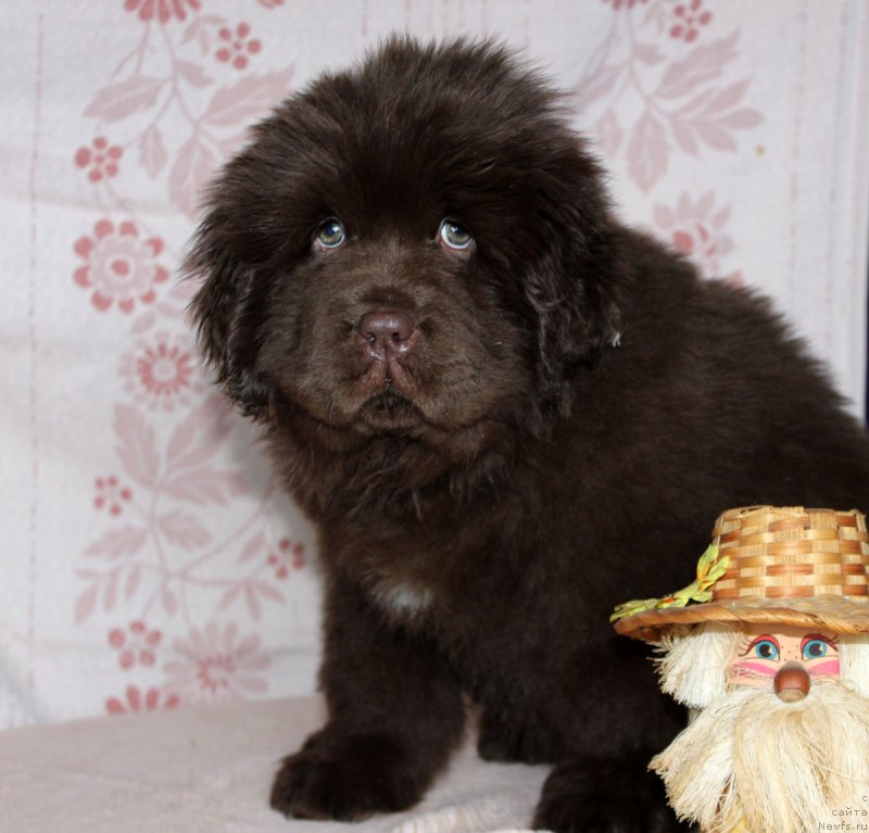 Фотография № 216414