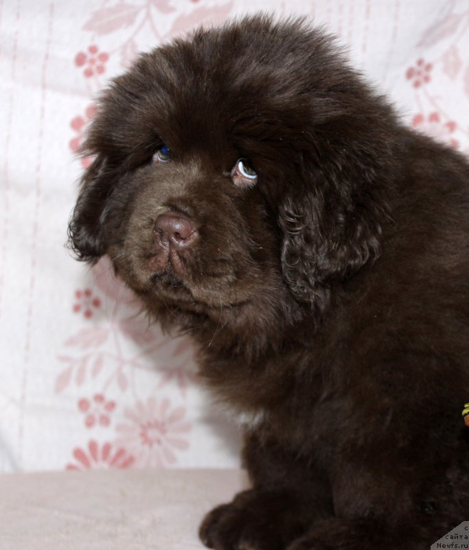 Фотография № 216416