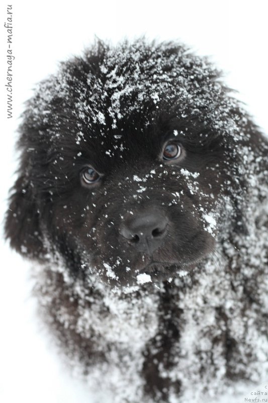 Фотография № 216422