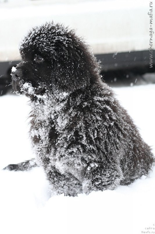 Фотография № 216424