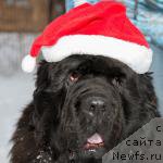 Фото: ньюфаундленд N'yufort Bestseller (Ньюфорт Бестселлер)