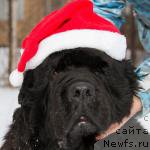 Фотография № 216437