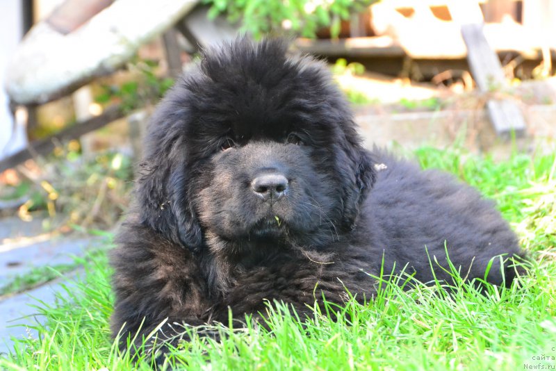 Фото: ньюфаундленд Talisman Morya Kaspian (Талисман Моря Каспиан)